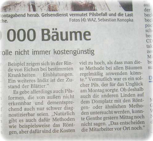 Ein Pils zuviel: Baum kippt um