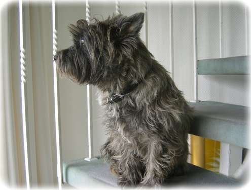 Cairn-Terrier Luna wartet auf den Briefträger
