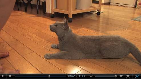 Vreel