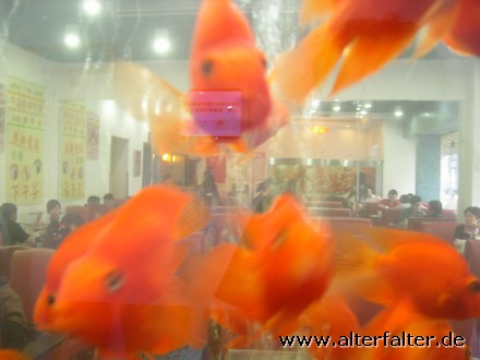 Nur Dekoration? Oder ein Goldfisch-Frischhaltebecken? Nur Dekoration? Oder ein Goldfisch-Frischhaltebecken?